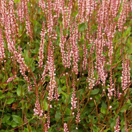 Renouée rampante - Persicaria vacciniifolia Godet de 8/9 cm