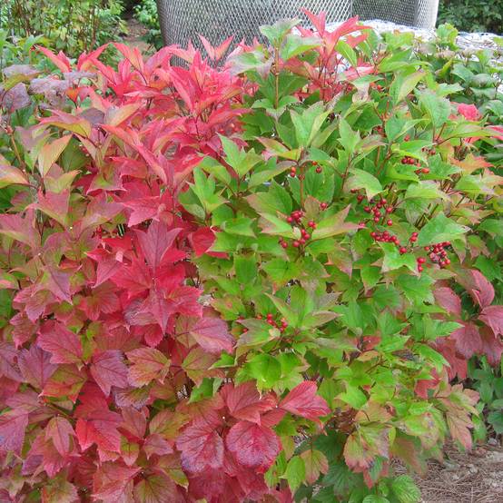 Promesse de Fleurs - Viorne trilobée - Viburnum trilobum Spring Red Compact Pot de 3L/4L - Image 1