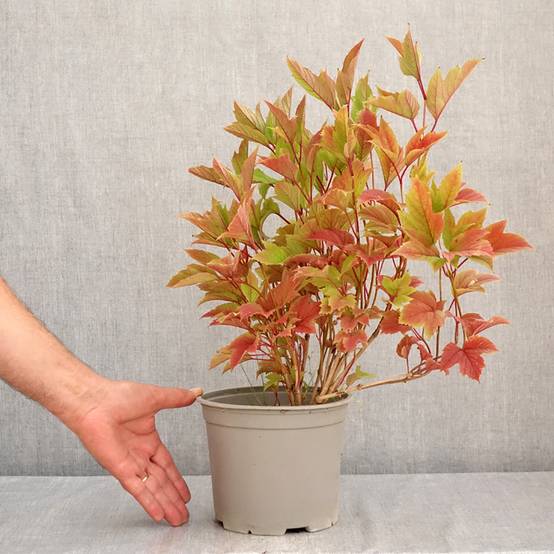 Promesse de Fleurs - Viorne trilobée - Viburnum trilobum Spring Red Compact Pot de 3L/4L - Image 2