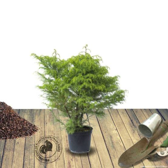 Cèdre du Japon Bandai Sugi, Cryptomeria - Pot de 5L - 40/60 cm - Image 2