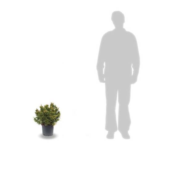 Cèdre du Japon Bandai Sugi, Cryptomeria - Pot de 5L - 40/60 cm - Image 3