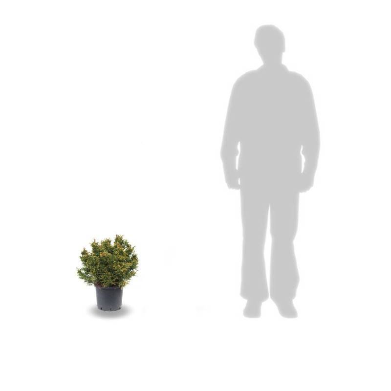Cèdre du Japon Bandai Sugi, Cryptomeria - Pot de 5L - 40/60 cm - Image 3