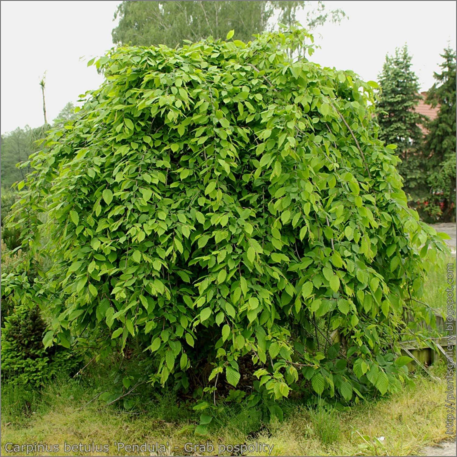 Carpinus betulus Pendula - Charme commun pleureur Pot de 12L/15L, Tige