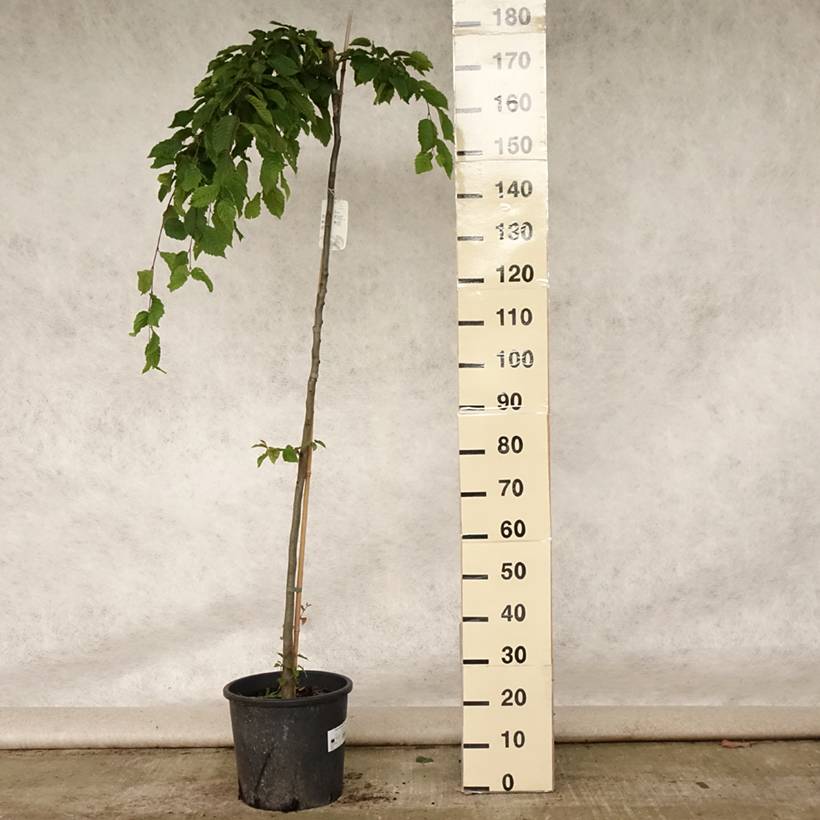 Carpinus betulus Pendula - Charme commun pleureur Pot de 12L/15L, Tige - Image 2