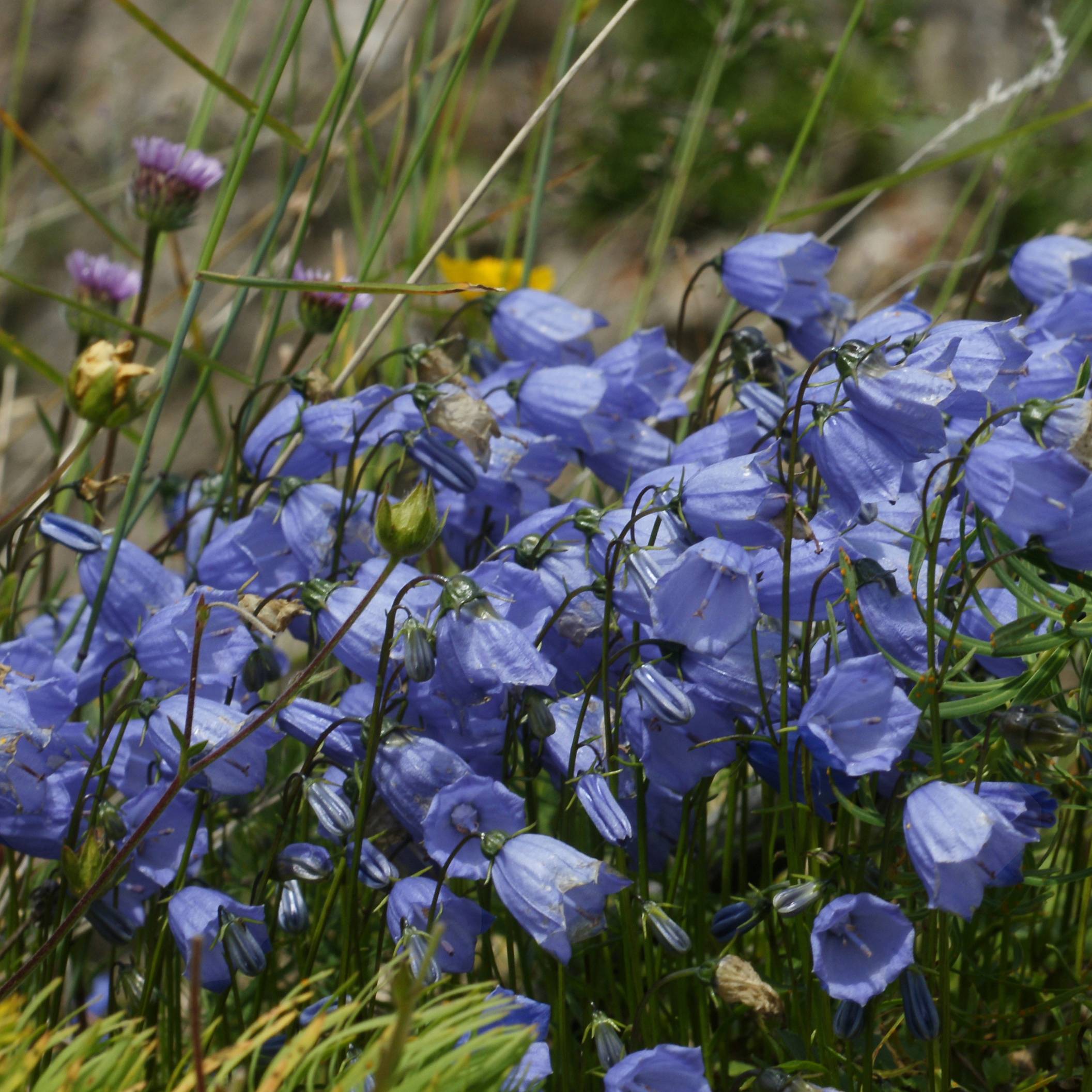 Promesse de Fleurs - Campanule cochleariifolia Bavaria Blue Godet de 8/9 cm