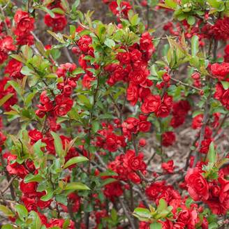Cognassier du Japon Scarlet Storm®, Chaenomeles à fleurs Rouge - feuillage Caduc - Pot de 3L - 20/40 cm- hauteur à maturité De 3,00 m à 5,00 m