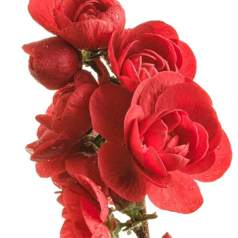 Cognassier du Japon Scarlet Storm®, Chaenomeles à fleurs Rouge - feuillage Caduc - Pot de 3L - 20/40 cm-  hauteur à maturité De 3,00 m à 5,00 m - Image 3