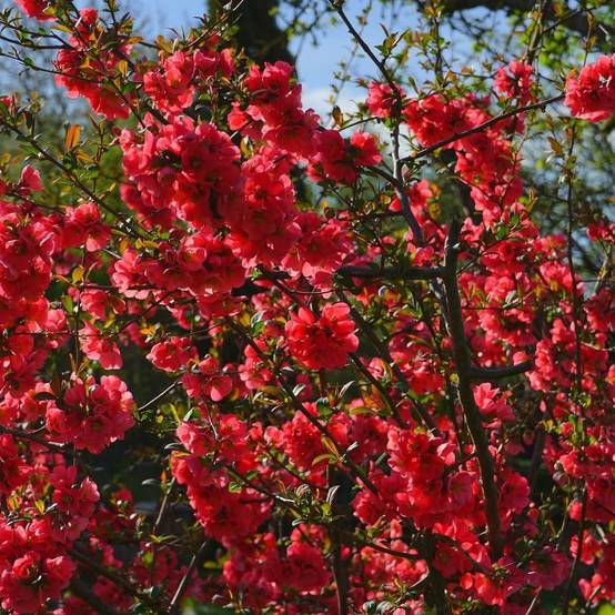 Cognassier du Japon Scarlet Storm®, Chaenomeles à fleurs Rouge - feuillage Caduc - Pot de 3L - 20/40 cm- hauteur à maturité De 3,00 m à 5,00 m - Image 2