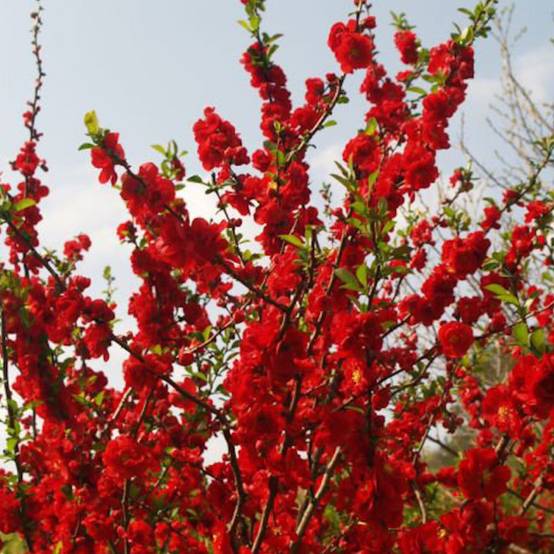 Cognassier du Japon Scarlet Storm®, Chaenomeles à fleurs Rouge - feuillage Caduc - Pot de 3L - 20/40 cm- hauteur à maturité De 3,00 m à 5,00 m - Image 4