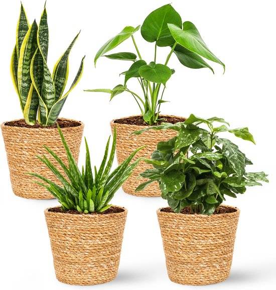 Lot de 4 - Cache-pots Maki - Pots de fleurs - Fabriqués en jonc de mer durable - H. 13 cm - Ø13 cm - Image 5