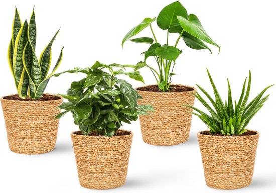Lot de 4 - Cache-pots Maki - Pots de fleurs - Fabriqués en jonc de mer durable - H. 13 cm - Ø13 cm - Image 6