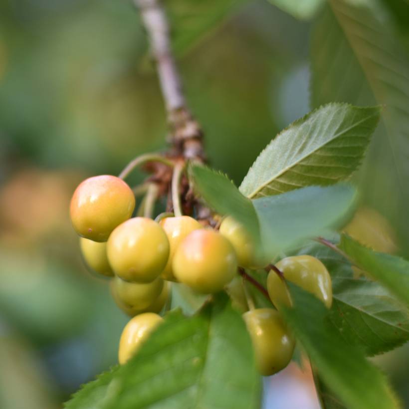 Cerisier Bigarreau Blanc ou Trompe Geai Bio Grandes Racines nues, Scion