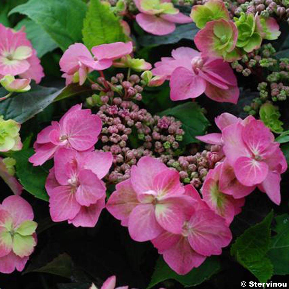 Hortensia - Hydrangea serrata Cotton Candy Pot de 4L/5L - Image 1