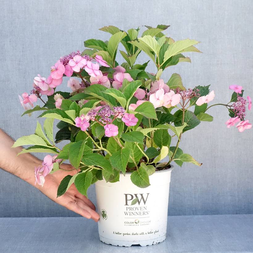 Hortensia - Hydrangea serrata Cotton Candy Pot de 4L/5L - Image 2