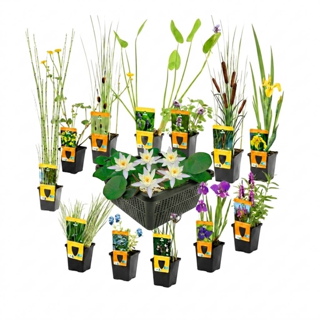 0 - Set Surprise Plantes Bassin - 12 Plantes incl. Nénuphar Blanc - Image 1