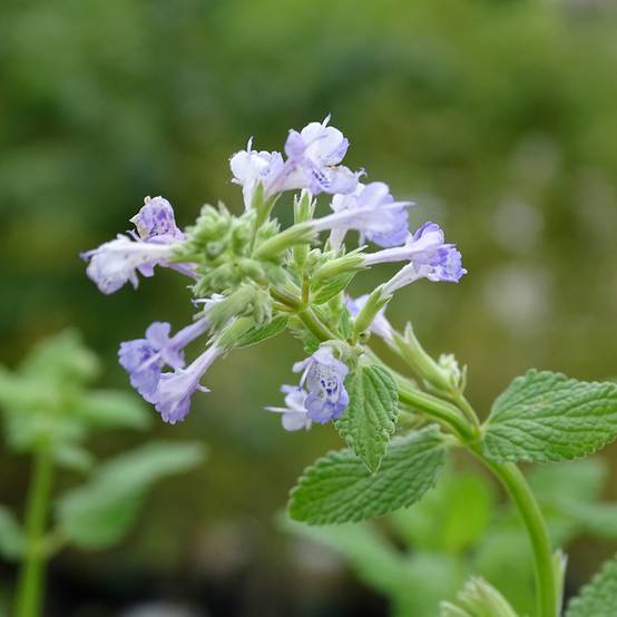 Promesse de Fleurs - Nepeta grandiflora Zinser's Giant - Herbe à chats géante Godet de 8/9 cm