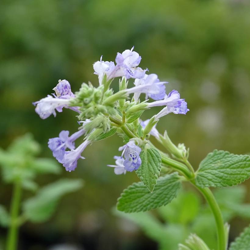 Promesse de Fleurs - Nepeta grandiflora Zinser's Giant - Herbe à chats géante Godet de 8/9 cm
