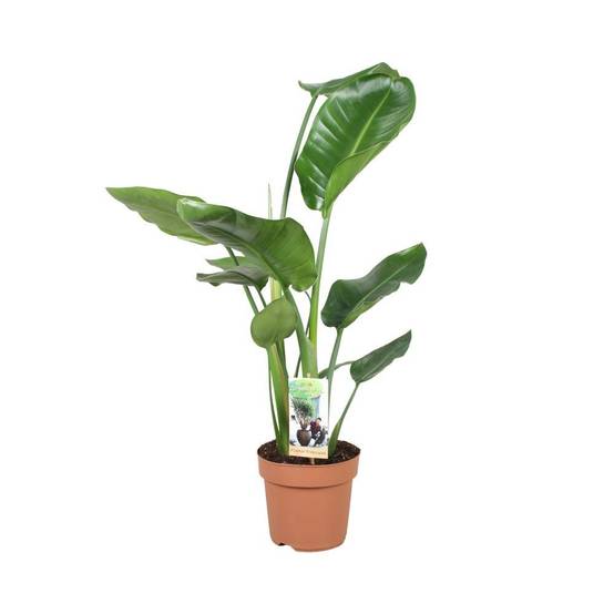 Strelitzia Nicolai - D17 H60cm - Image 1