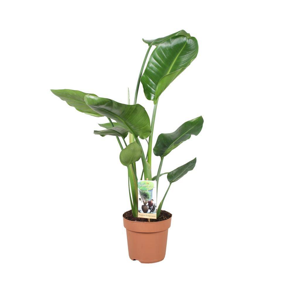 Strelitzia Nicolai - D17 H60cm - Image 1