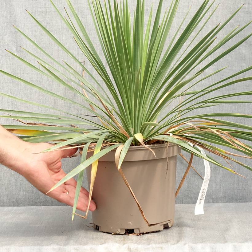 Promesse de Fleurs - Yucca Katana Pot de 4L/5L - Image 2