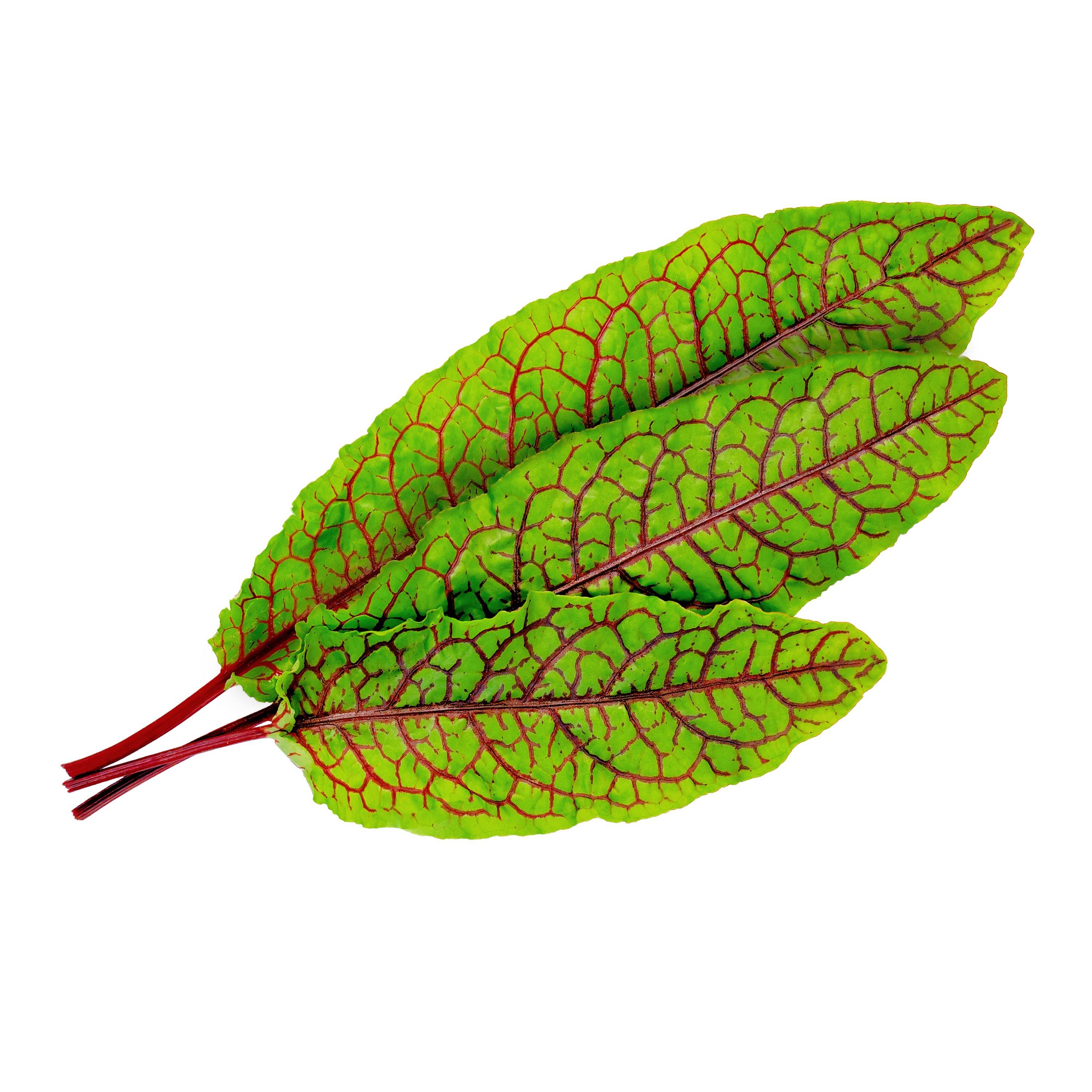 Veritable - Lingot Oseille sanguine BIO - Recharge prête à l'emploi - Véritable - Image 2