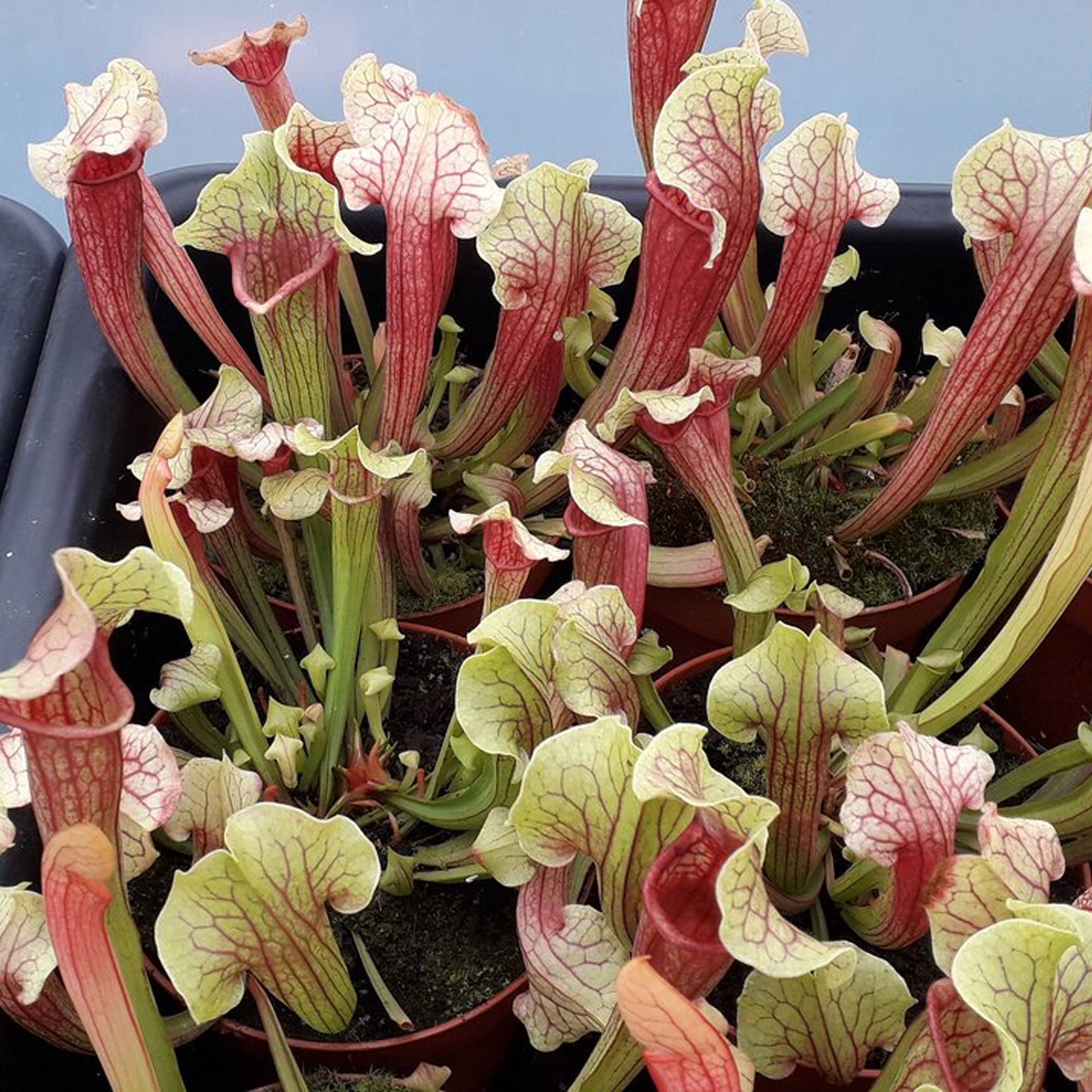 Gardenersdream - 1 X Sarracenia Smoorii - Trumpet Pitcher Plant | 20-30Cm Plante D'Intérieur En Pot Pour Attrape-Mouches - GardenersDream - Image 3