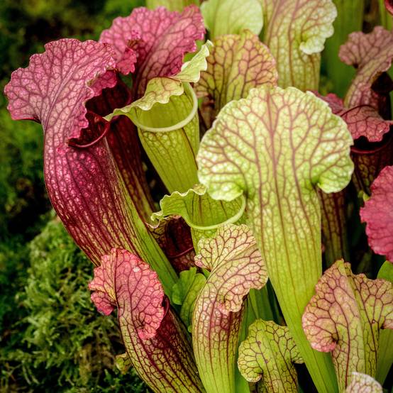 Gardenersdream - 1 X Sarracenia Smoorii - Trumpet Pitcher Plant | 20-30Cm Plante D'Intérieur En Pot Pour Attrape-Mouches - GardenersDream - Image 1