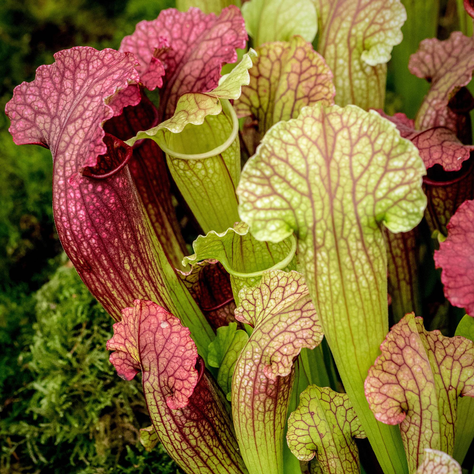 Gardenersdream - 1 X Sarracenia Smoorii - Trumpet Pitcher Plant | 20-30Cm Plante D'Intérieur En Pot Pour Attrape-Mouches - GardenersDream - Image 1