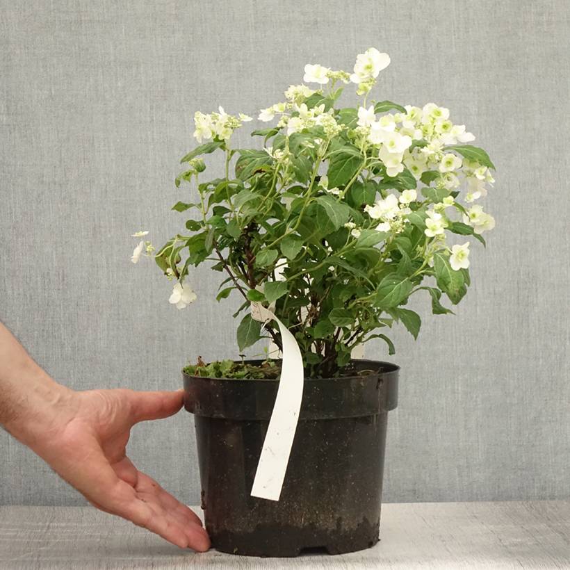 Hortensia - Hydrangea serrata White on White Pot de 3L/4L - Image 2