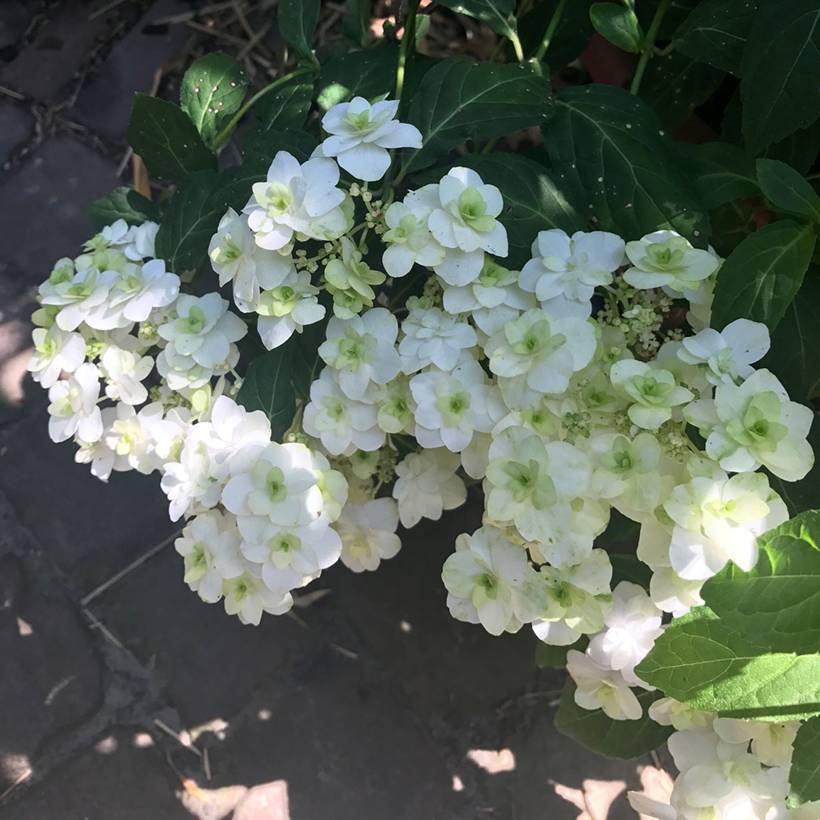 Hortensia - Hydrangea serrata White on White Pot de 3L/4L - Image 1