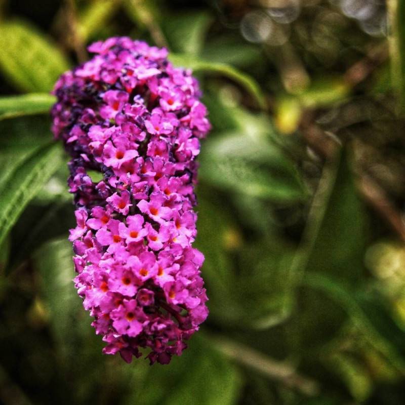 Arbre aux papillons Buzz™ Magenta, Buddleia à fleurs Rose - feuillage Caduc - Pot de 3L - 20/40 cm-  hauteur à maturité De 0,50 m à 1,00 m - Image 1