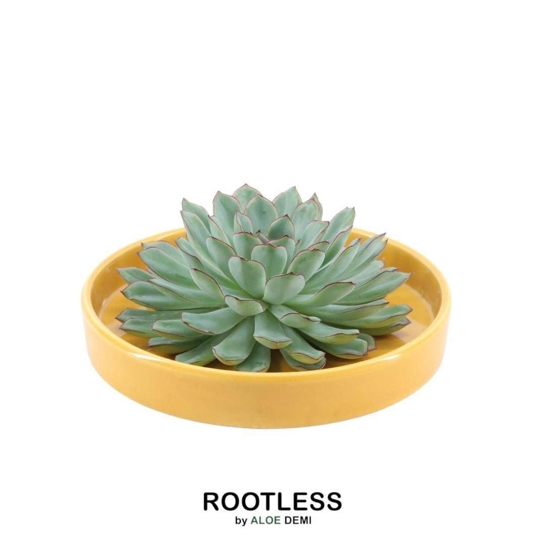Echeveria Pulidonis Sans Racines - Collectionneur de Dessus de Table- La Green Touch - Image 1