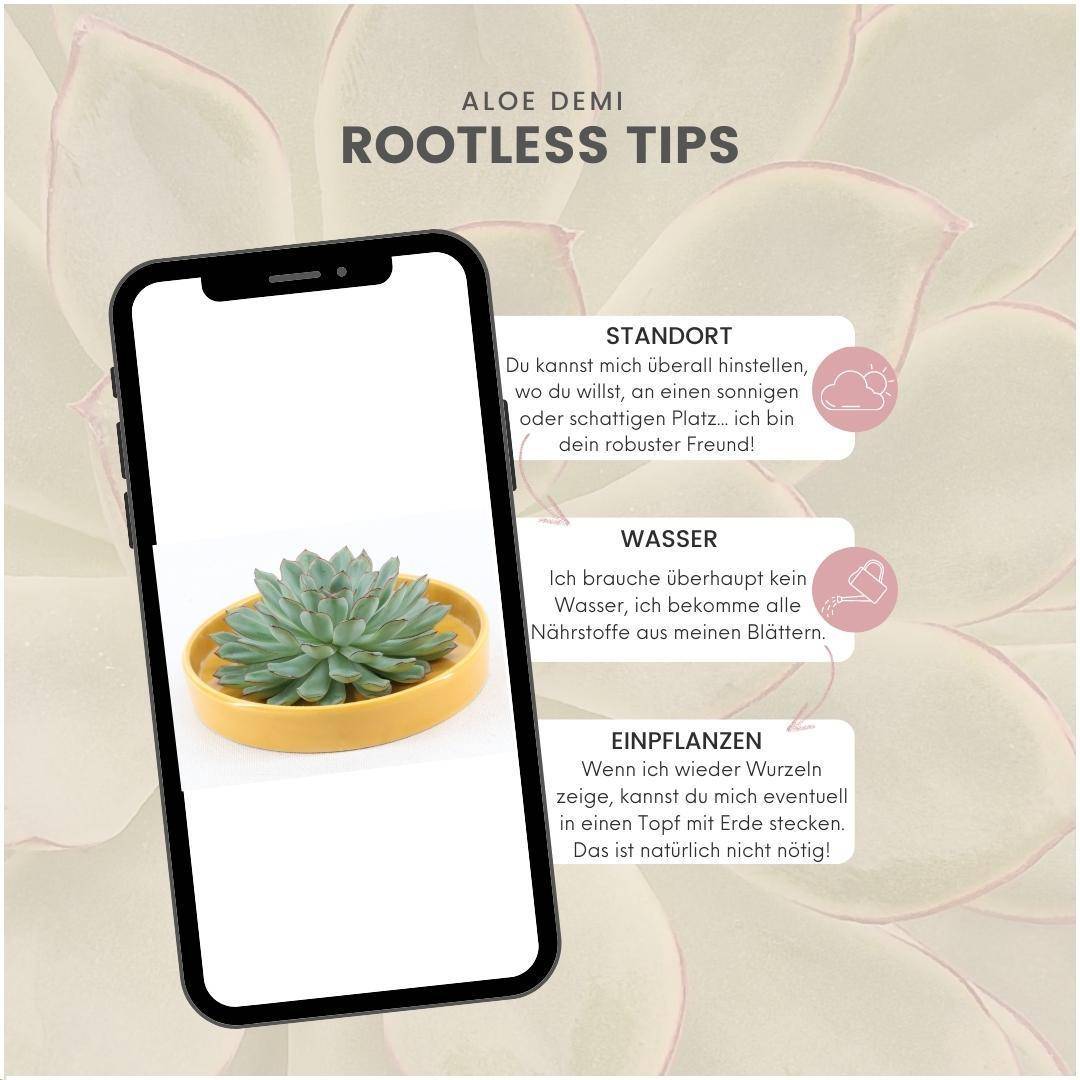Echeveria Pulidonis Sans Racines - Collectionneur de Dessus de Table- La Green Touch - Image 5