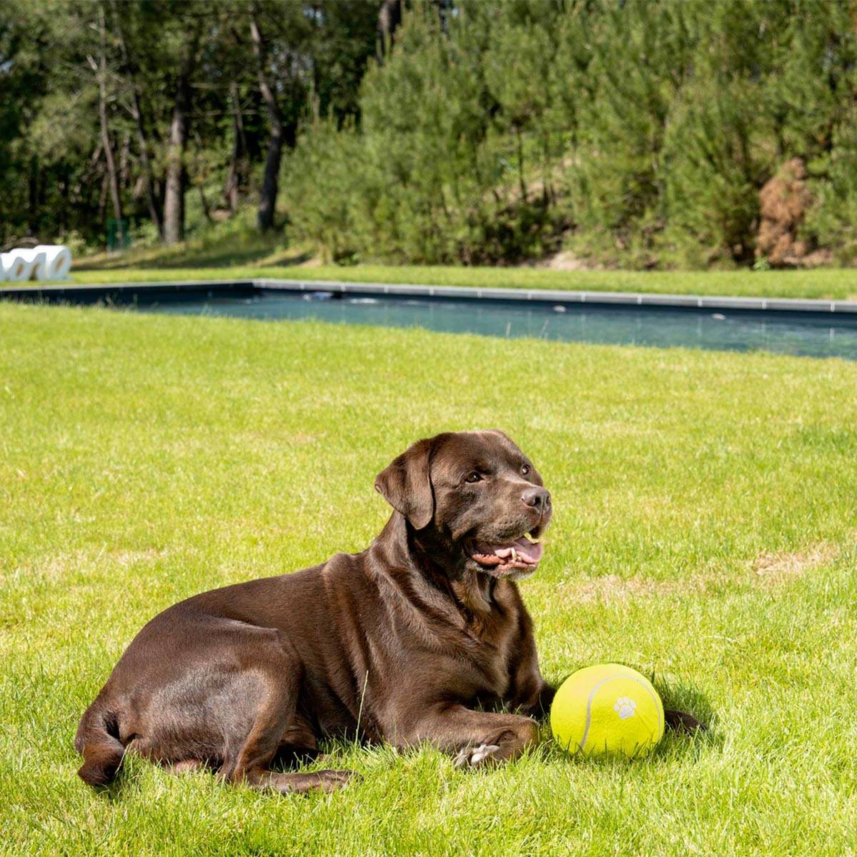 Love Story - Jouet pour Chien "Balle de Tennis" 15cm Jaune - Image 3