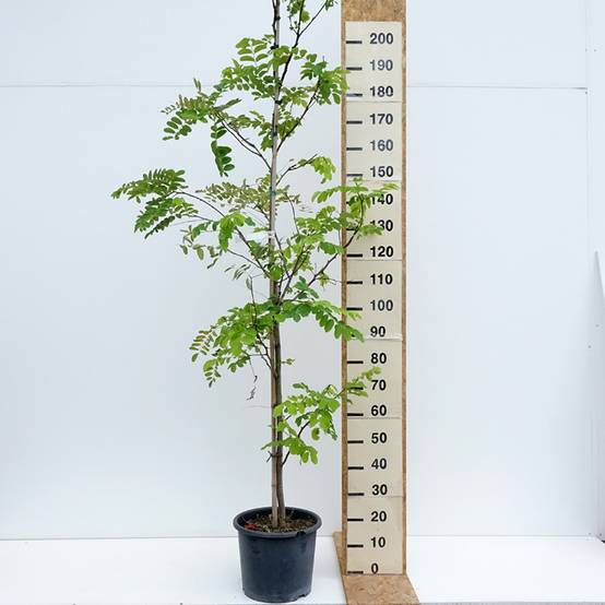 Robinia pseudoacacia Frisia - Robinier doré Pot de 12L/15L, Baliveau - Image 2