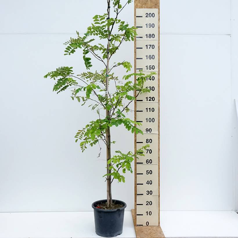 Robinia pseudoacacia Frisia - Robinier doré  Pot de 12L/15L, Baliveau - Image 2