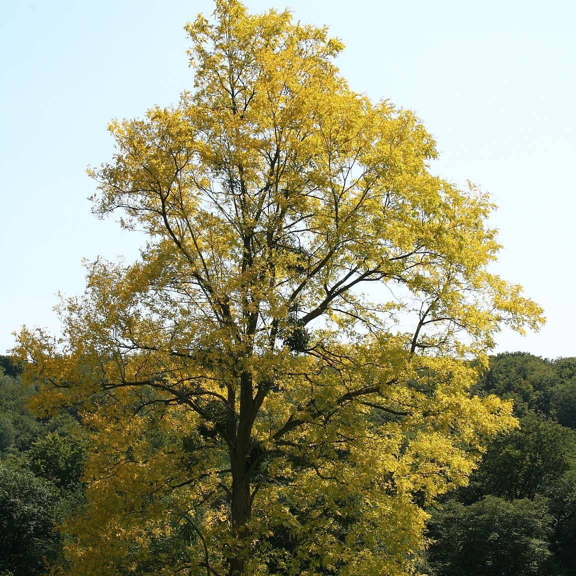 Robinia pseudoacacia Frisia - Robinier doré  Pot de 12L/15L, Baliveau