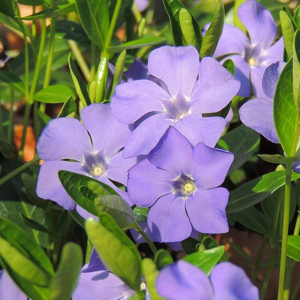 Promesse de Fleurs - Vinca minor Anna - Petite pervenche Anna Godet de 8/9 cm