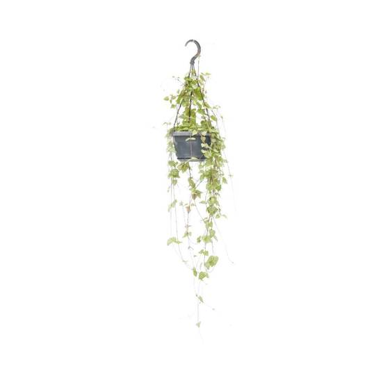 Ceropegia Linearis 'Iris' - D14 H38cm - Image 1