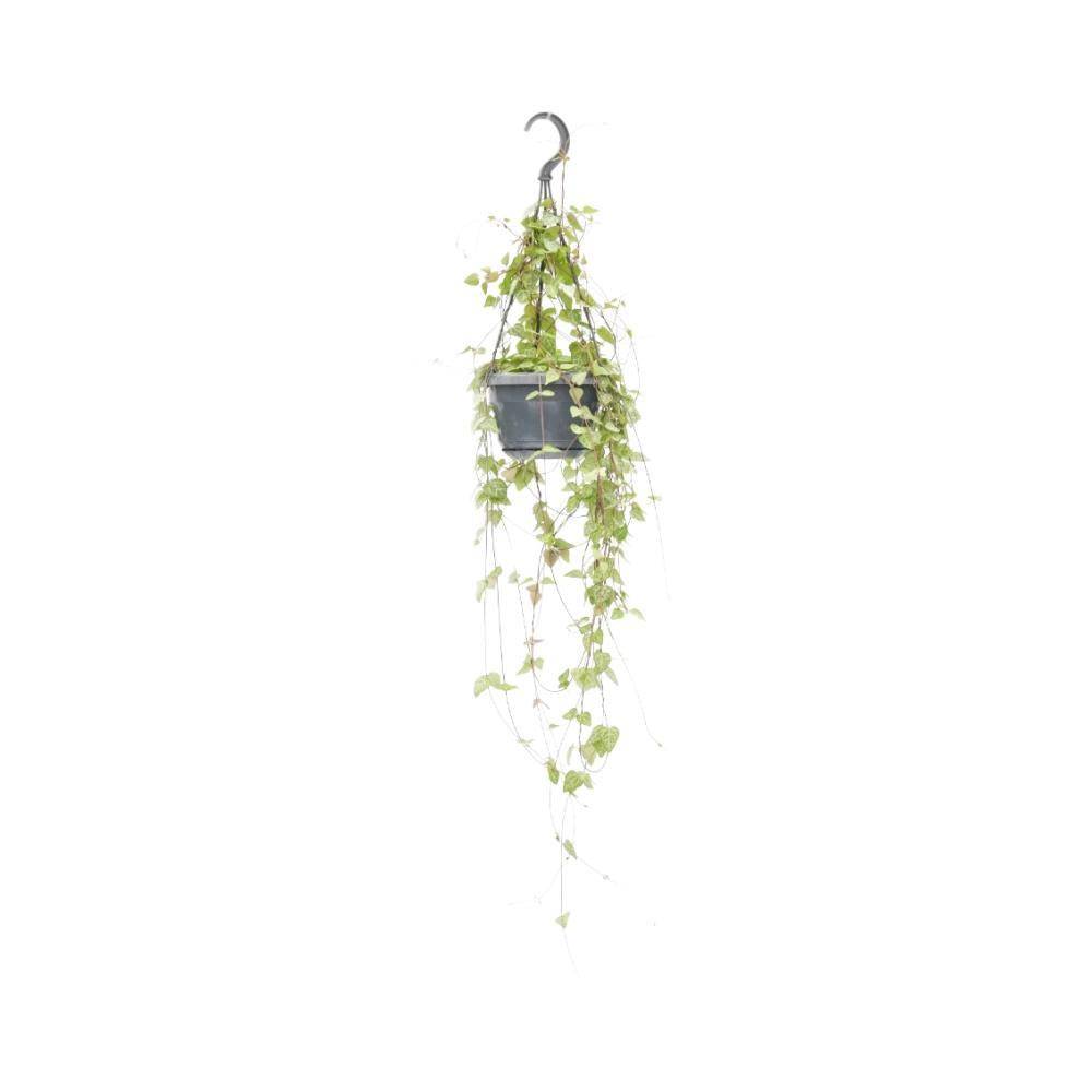 Ceropegia Linearis 'Iris' - D14 H38cm