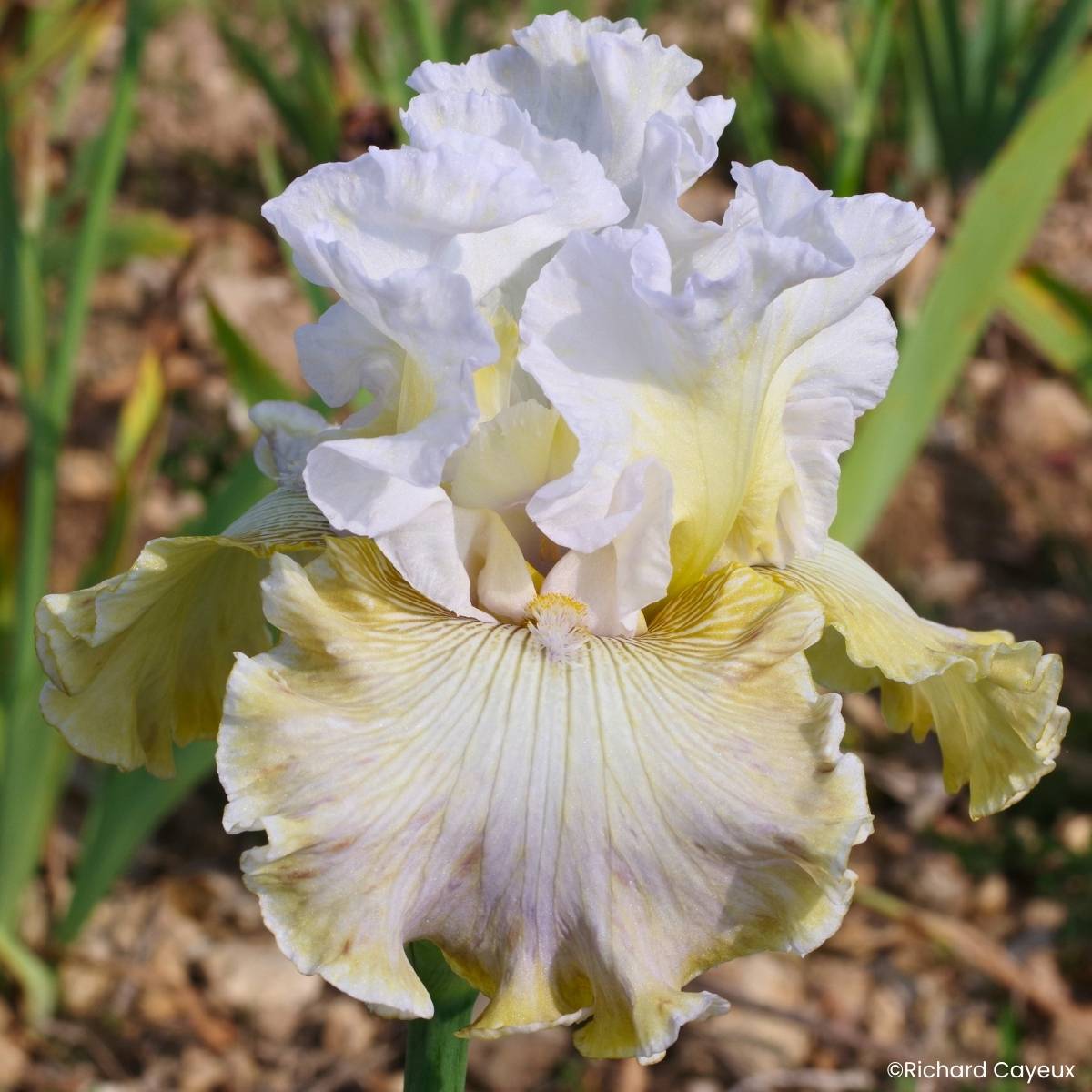 Promesse de Fleurs - Iris germanica Danseuse d'Asie - Grand Iris des Jardins Rhizome