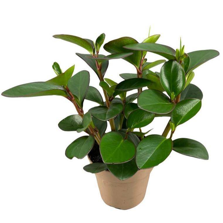 Peperomia Clusiifolia Red Margin- La Green Touch - Image 2