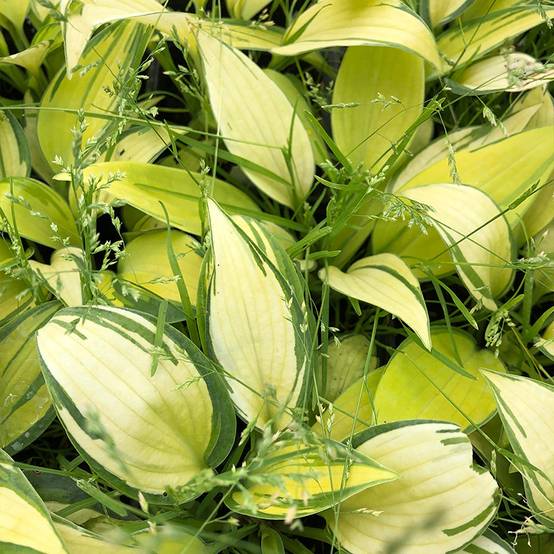 Promesse de Fleurs - Hosta June Pot de 2L/3L