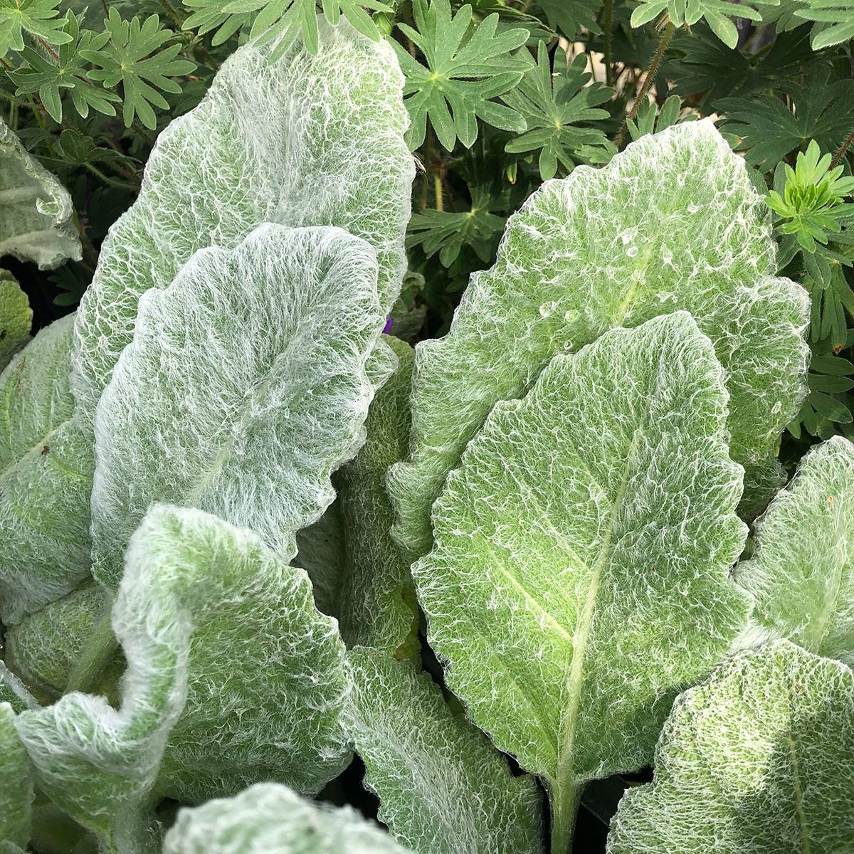 Sauge argentée - Salvia argentea  Godet de 8/9 cm