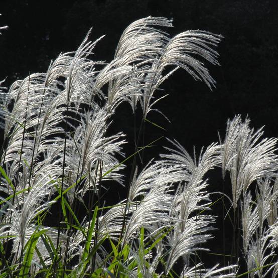 Miscanthus sacchariflorus - Roseau de Chine Godet de 8/9 cm