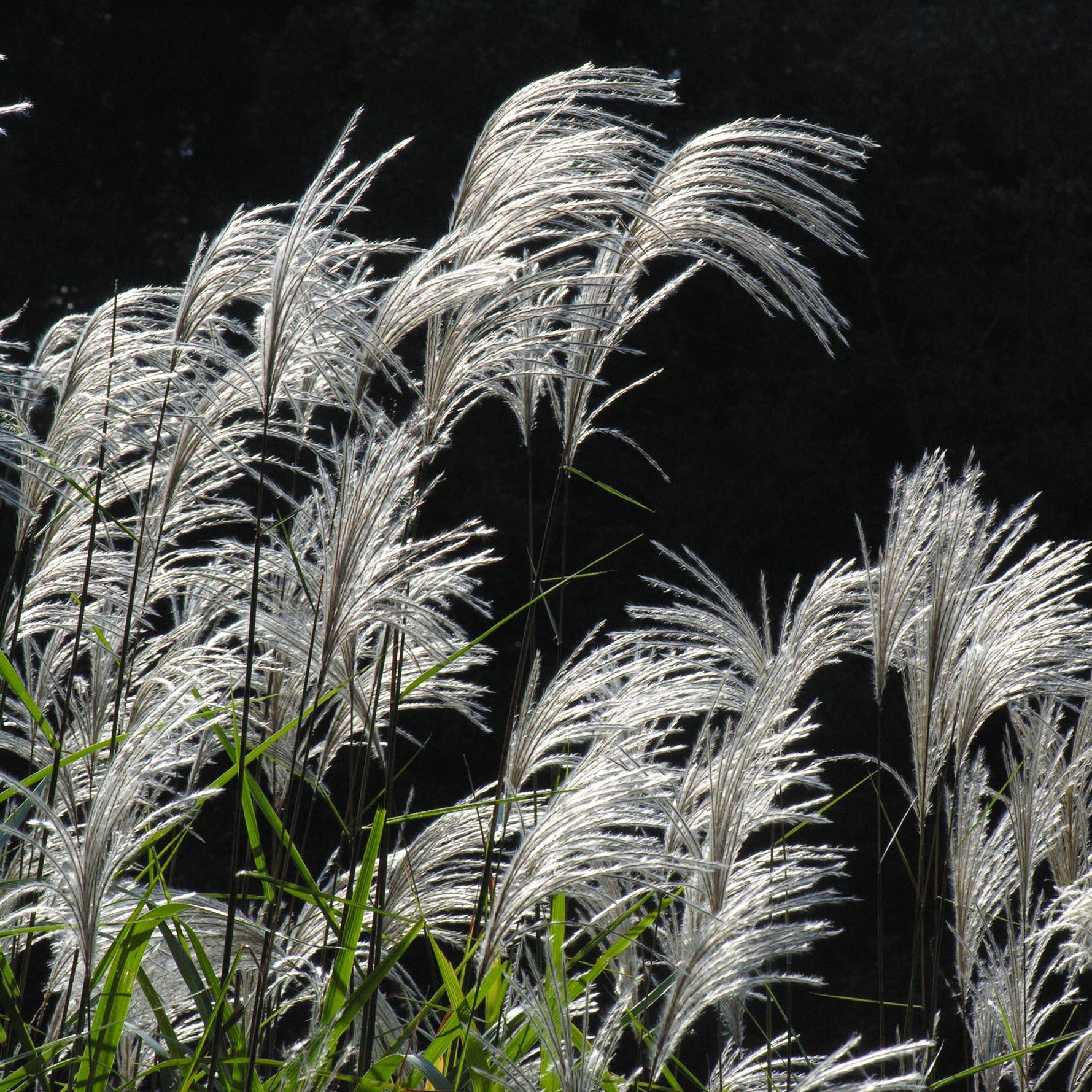 Miscanthus sacchariflorus - Roseau de Chine Godet de 8/9 cm