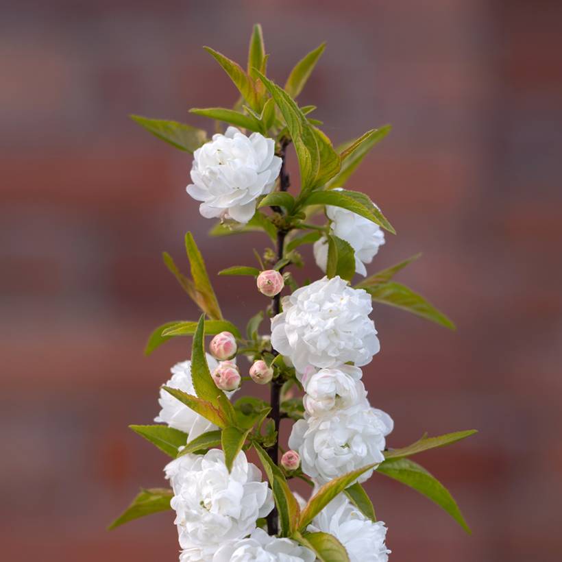 Cerisier à fleur - Prunus glandulosa Alba Plena Pot de 2L/3L - Image 1