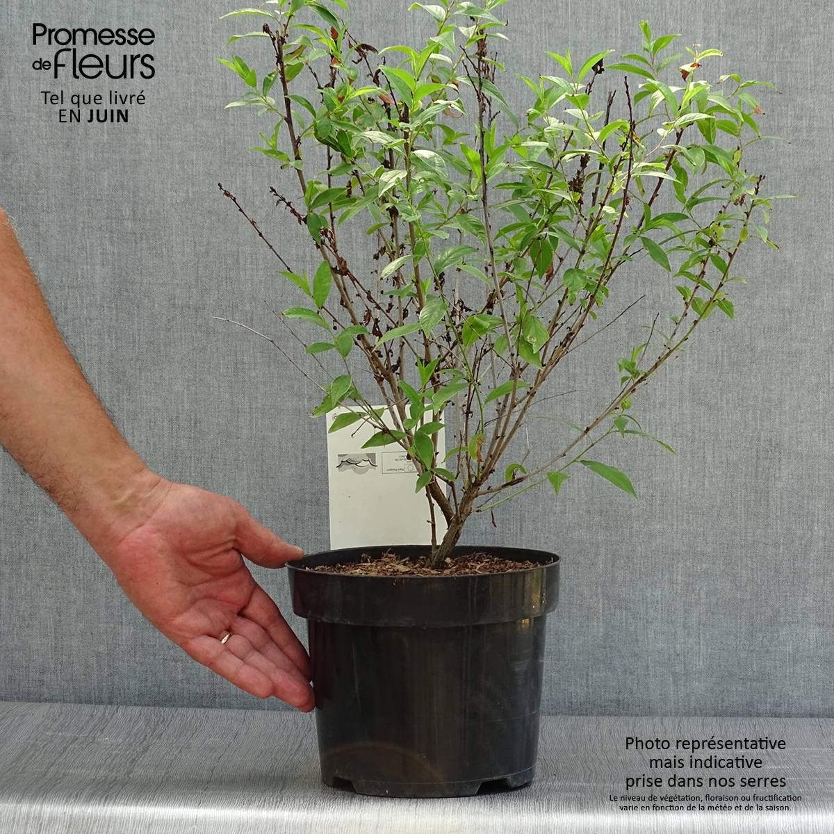 Cerisier à fleur - Prunus glandulosa Alba Plena Pot de 2L/3L - Image 2