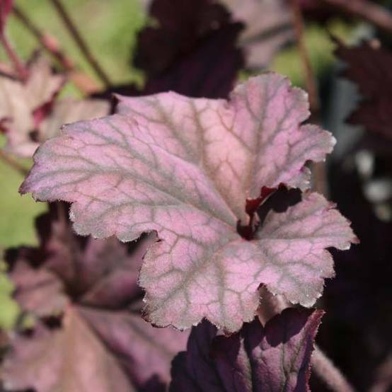 Promesse de Fleurs - Heuchère - Heuchera Plum Pudding Godet de 8/9 cm