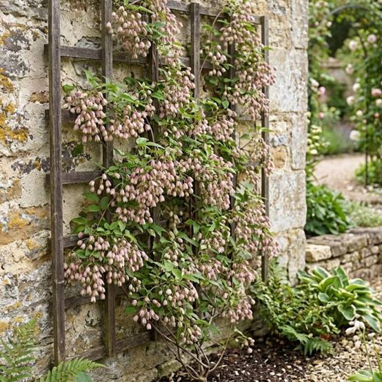Holboellia traversii à fleurs Rose - feuillage Persistant - Pot de 3L - Echelle bambou 60/120 cm- hauteur à maturité De 3,00 m à 5,00 m - Image 2